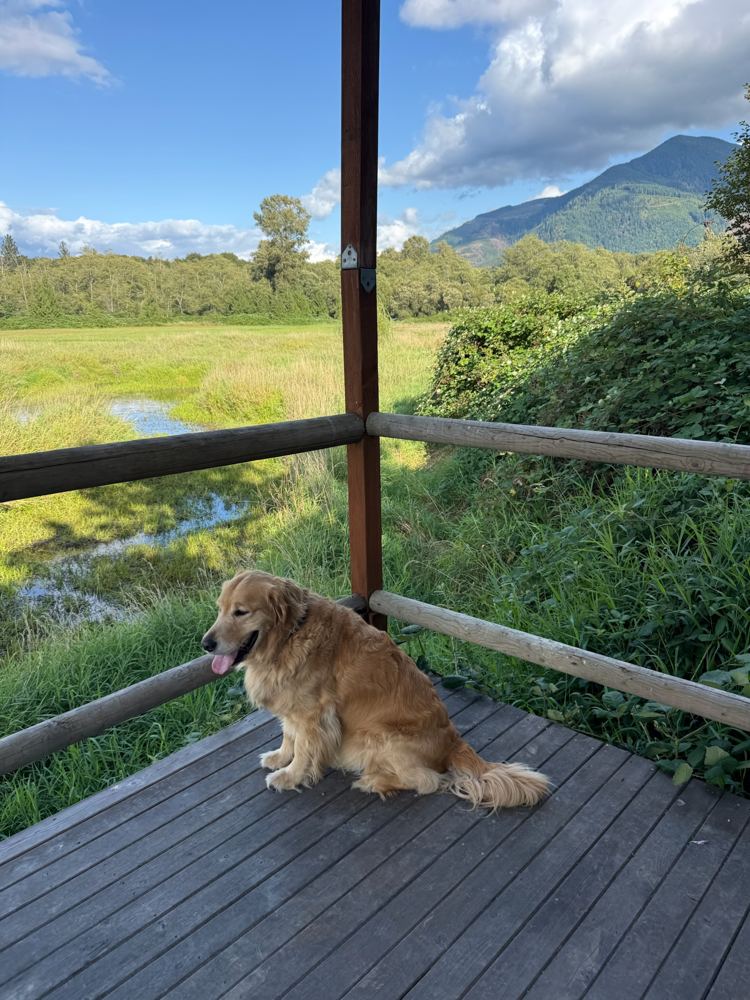A golden retriever on the covered cabin deck, looking out over the pond and the east field toward the mountains