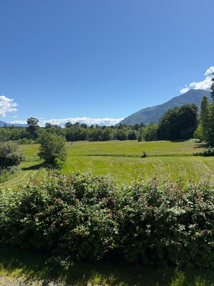 A mown meadow under a blue sky, with a forested mountain behind